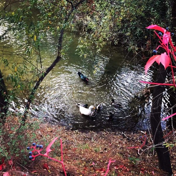 Oliveliova Lake Forest Park photo 3